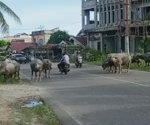 Kawanan Ternak di Abdya Berkeliaran di Jalan Nasional