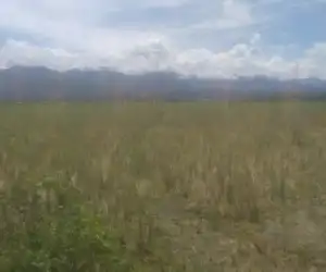 Jaringan Irigasi Bermasalah, Belasan Ha Sawah di Abdya Terancam Gagal Tanam