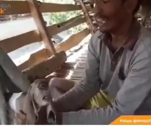 Viral Video Kambing Bermata Satu