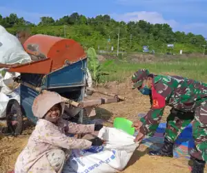 Dedikasi Untuk Petani, Serda Kusmono 'Nyambi' Rontokkan Padi