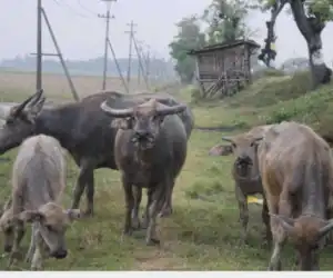 Di Abdya, 224 Ekor Ternak Akan di Potong Dihari Meugang