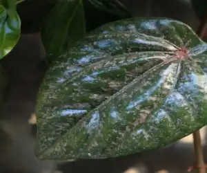 Jarang Diketahui, Ternyata ini 8 Manfaat Minum Air Daun Sirih Campur Madu