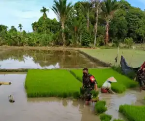 Masa Tanam Tiba, Babinsa di Abdya Bantu Petani Cabut Benih Padi