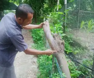 Kabel Listrik di Lembah Sabil Abdya, Incar Korban Jiwa