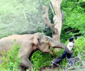 Diserang Gajah Liar, Seorang Warga Pidie Kritis