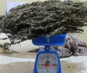 Simpan Ganja Dibawah Tempat Tidur Wanita Pidie Jaya Diamankan Polisi