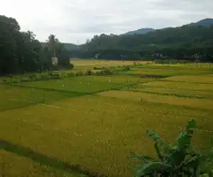Petani Abdya Kewalahan Hadapi Kawanan Hama Burung Pipit