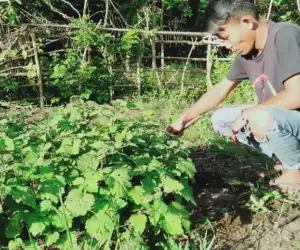 Ternak Sering Rusak Pagar, Petani Nilam di Aceh Jaya Minta Perhatian Pemerintah