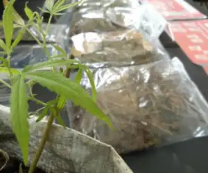 Diduga Edar Narkoba Jenis Ganja, Pria Abdya “Dibereukah”