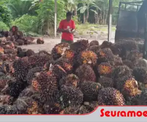 Di Abdya, Harga TBS Capai Rp2000 per kilogram