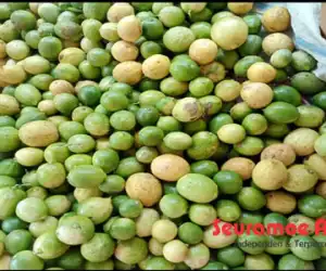 Harga Buah Lemon Turun Drastis, Petani Abdya Mengeluh