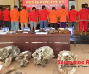 11 Pelaku Pembunuh Gajah di Aceh Jaya Ditangkap Polisi