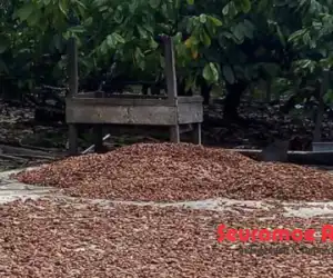 Harga Biji Coklat Kering di Abdya Capai Rp28.000/Kg