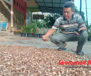 Harga Biji Pinang Kering di Abdya Tembus Rp 27.000/Kg