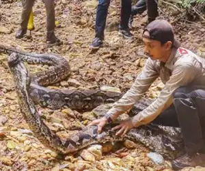 Duh! Ular Piton 9 Meter Ditemukan di Kebun Sawit