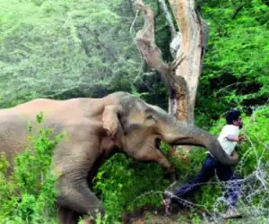 Kawanan Gajah Liar Mengamuk, Dua Warga Jadi Korban