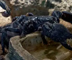 Kalajengking ‘Mengamuk’ 450 Orang Disengat, Tiga Meninggal