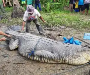 Jasad Pria Ini Ditemukan dalam Perut buaya
