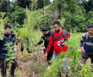 Enam Hektare Ladang Ganja Ditemukan di Bireuen