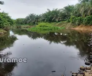 Korjuang: Semua PKS Buang Limbah Sembarangan Harus Ditindak
