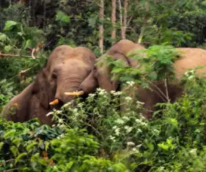 Gajah Liar Obrak Abrik Kebun Milik Warga Aceh Jaya