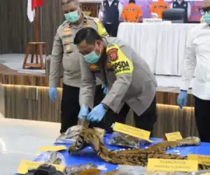 Polda Aceh Ungkap Kasus Perdagangan Kulit Harimau Sumatera