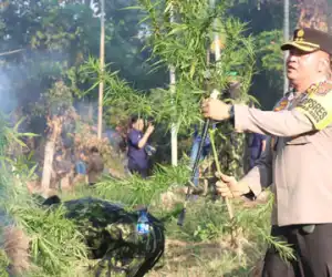 BNN Musnahkan 22.864 Batang Ganja di Teupin Reusep Aceh Utara