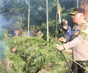 Ladang Ganja Ditemukan, 10 Ton Dimusnahkan di Aceh Utara
