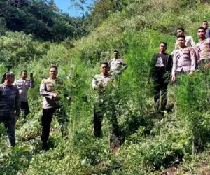 Kembali Tanaman Haram Ganja Ditemukan di Aceh Besar