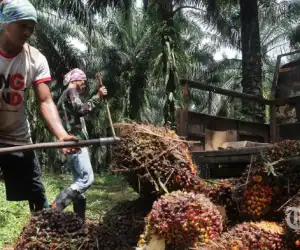 Ribuan Petani Sawit di Aceh Jaya dapat Jaminan dari BPJS, DPRK Apresiasi Pemkab