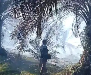 Puluhan Hektar Lahan Warga Terbakar di Aceh Singkil