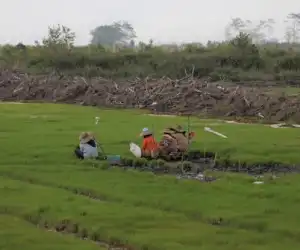 Pusat Tidak Alokasi Kuota Cetak Sawah Baru di Aceh Jaya