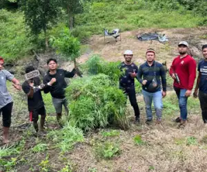 Pemilik dan Penanam Satu Hektare Ganja di Aceh Besar “Dibeureukah” Polisi