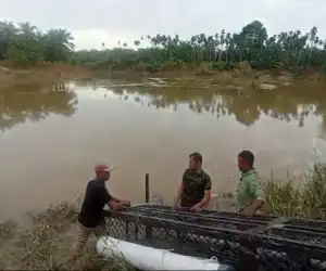Buaya Resahkan Warga, BKSDA Aceh Pasang Perangkap di Krueng Cek Mbon Peureulak