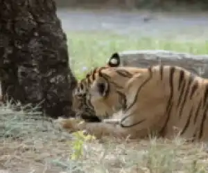 Di Aceh Timur Harimau Mangsa Sapi Milik Warga Nurussalam