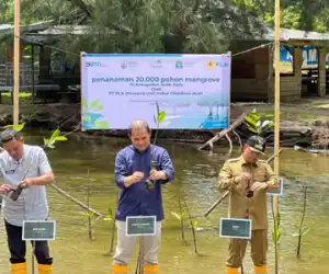 Pemkab Aceh Jaya dan PLN Tanam 20.000 Mangrove dan Salurkan Listrik Gratis