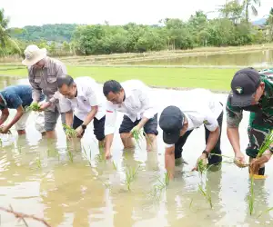 Sukseskan Tanam Serentak, 500 Haktar Sawah di Aceh Jaya Siap Tanam Hari Ini