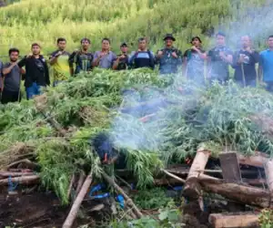 Tiga Haktare Ganja Dimusnahkan oleh Kodim 0113/ Gayo Lues