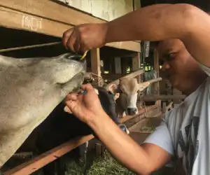 Idul Adha 1446 H, Aceh Jaya Mencatat Ada 366 Hewan Kurban