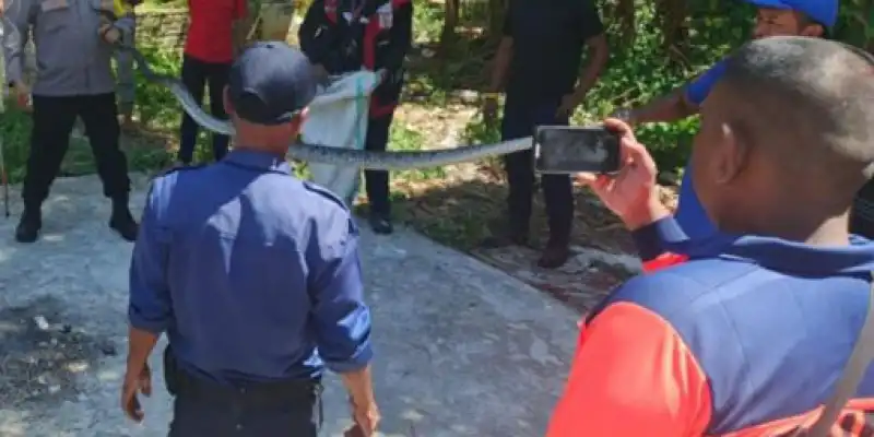 Ngeri! Ular Piton Sepanjang Tiga Meter Muncul di Pemukiman Warga