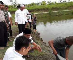 Tambak Udang Pesantren Istiqamatuddin Miftahul Ulum Panen Perdana