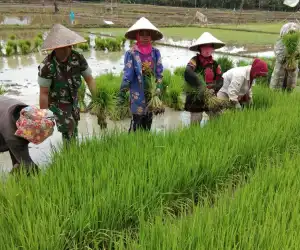 Petani Aceh Timur Lakukan Gerakan PBB Di Sawah