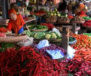 Harga Anjlok, Petani Cabai di Samatiga Aceh Barat Mengeluh