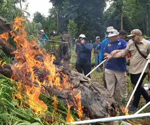 BNN Musnahkan 40 Ribu Batang Ganja, Beratnya Capai 10 Ribu Ton