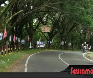 Banyak Caleg Pasang APK di Pohon. Panwaslih Mana?