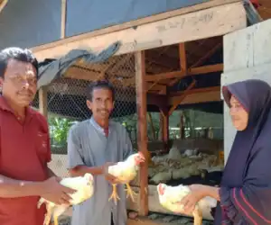 Ayam Potong Bantuan Desa Untuk Janda di Tokoh II Abdya Membuahkan Hasil