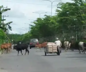 Pengguna Jalan Resah, Ternak Masih Berkeliaran di Jalan