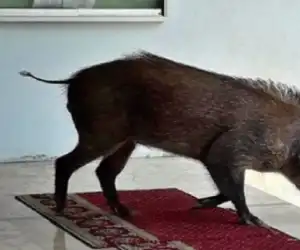 Jamaah Panik, Babi Hutan Ukuran Besar Tiba-Tiba Masuk Masjid