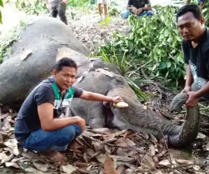 Lagi Seekor Gajah di Temukan Mati