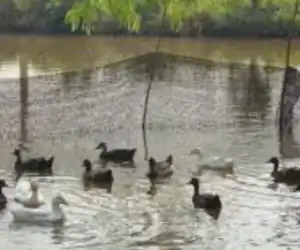 Program Pengadaan Bebek dan Jaring di Desa Kuta Batu Singkil Diduga Fiktif